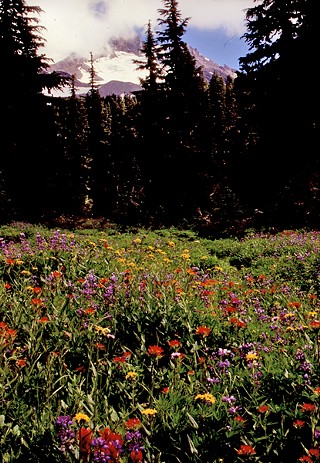 Central Oregon Wildflower Show