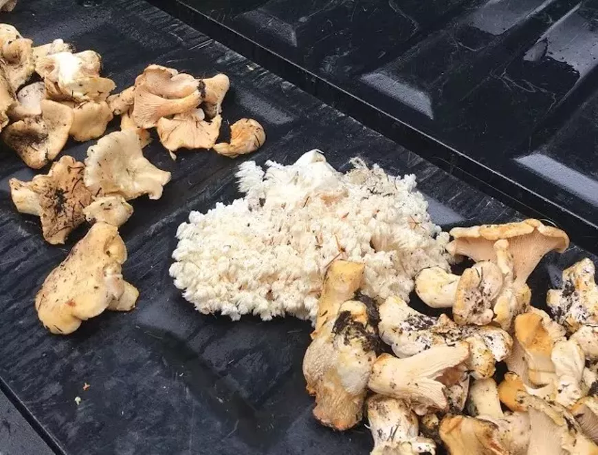 Chanterelles