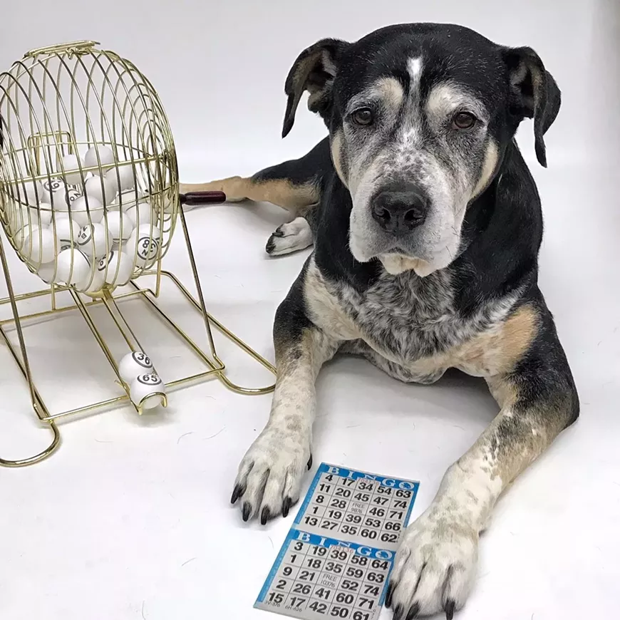 B-I-N-G-O benefits Animals