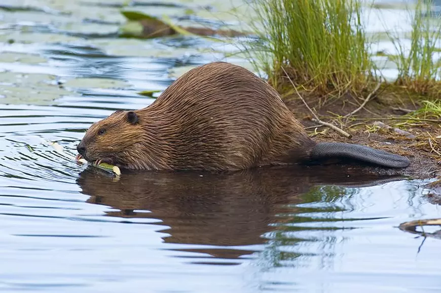 beaver5b.webp