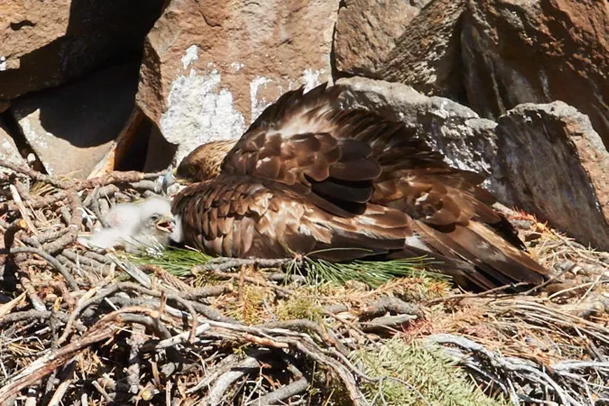 Golden eagle and eaglet