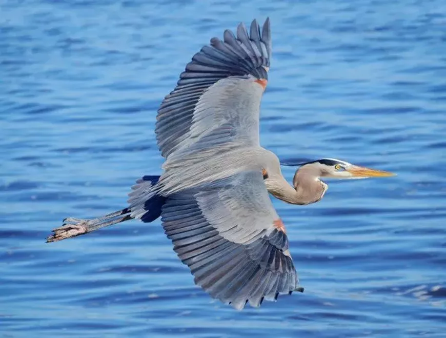 heron.webp