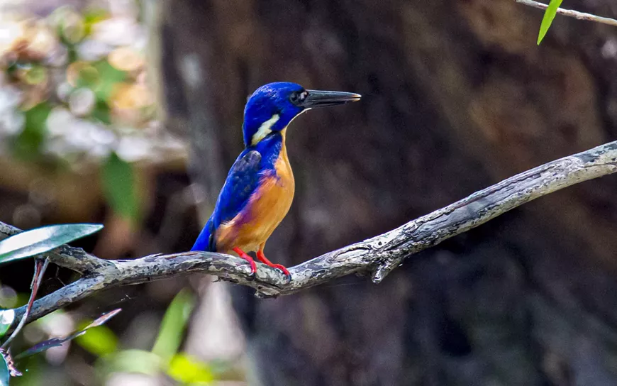 Kingfisher