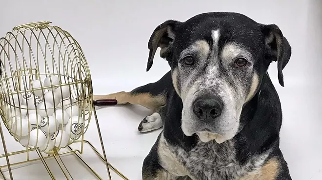 Image: BINGO benefits Animals