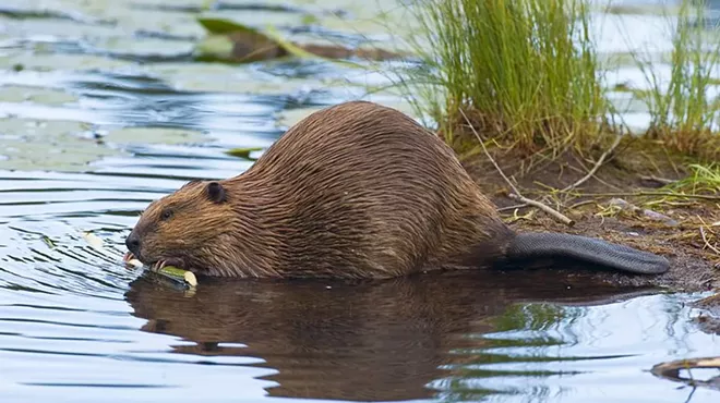 Image: Castor Canadensis in the Beaver State
