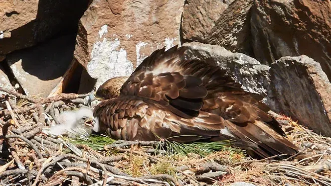 Image: Up Close With Golden Eagles