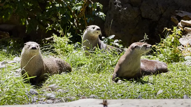 Image: Backpack Explorers &ndash; Wildlife Care