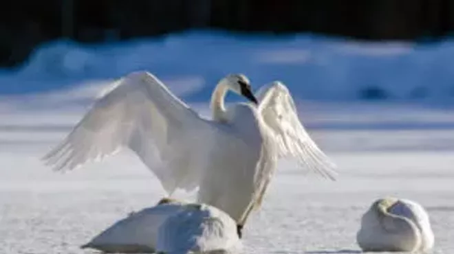 Image: High Desert Museum Natural History Pub - Extraordinary Birds: Up Close & Personal