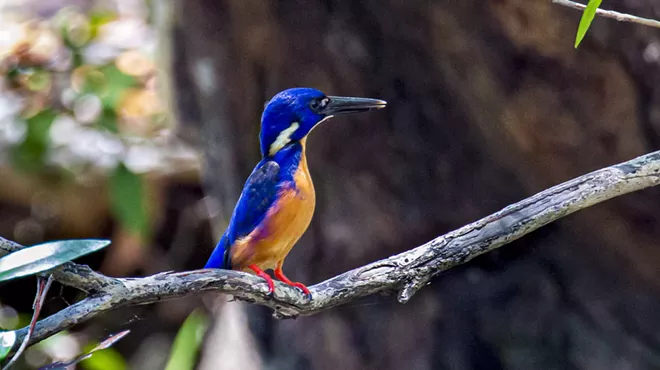 Image: Birds as an Indicator of Environmental Quality