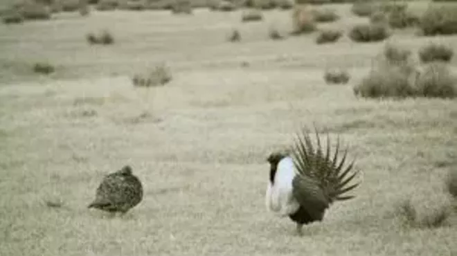 Image: Should I Stay Or Should I Go Now? Sage Grouse Ecology, Post-Megafire