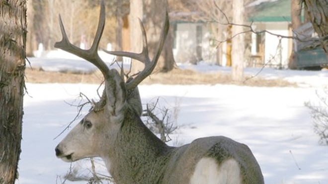 Keep Mule Deer Out of Your Garden!