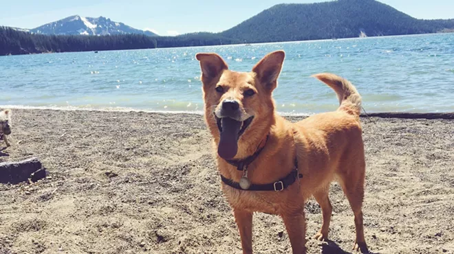 Image: Pet Pawlooza