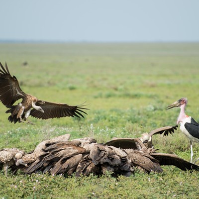 Vultures and storks on the Serengeti
