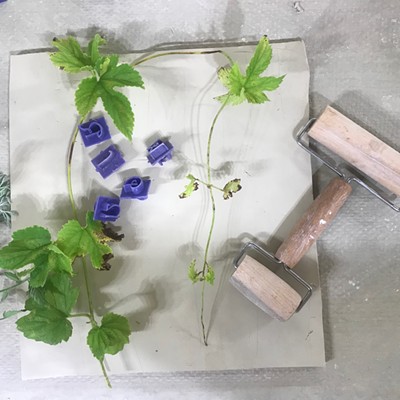 Using Plants to Print on Clay