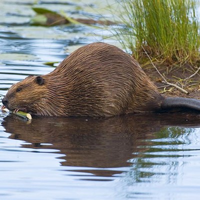 Castor Canadensis in the Beaver State