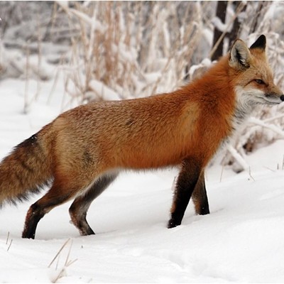 Sly as a Fox: Montane Red Foxes in Central Oregon