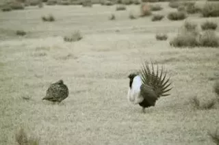 Image: Should I Stay Or Should I Go Now? Sage Grouse Ecology, Post-Megafire