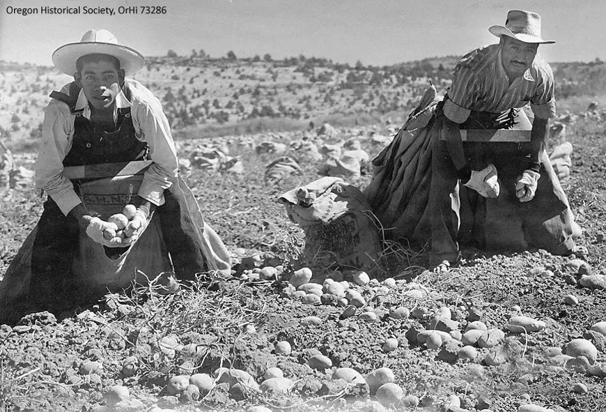 mexican-laborers-pick-potatoes-1943-fsdm2-ohs-cpy.webp
