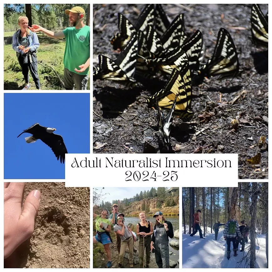 Nighthawk Naturalist Immersion