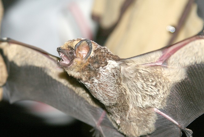 Bat being displayed with wings spread.