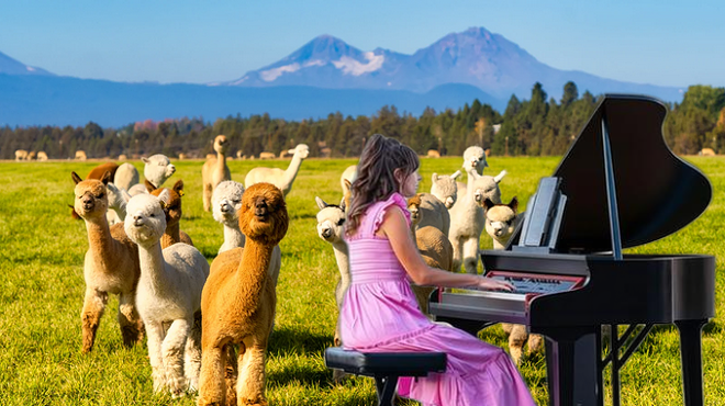 Image: Alpaca Piano Picnic
