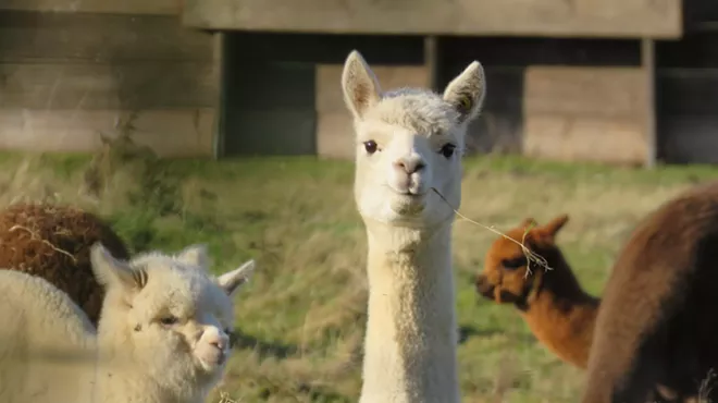 Image: Alpaca Your Wine Event at the Vineyard