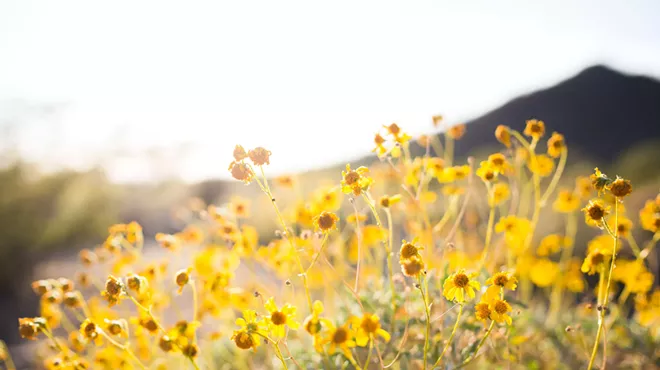 Image: Annual Wildflower Show & Pollinator Festival