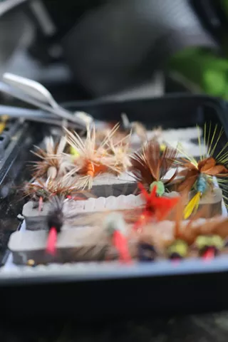 Image: Aquatic Entomology