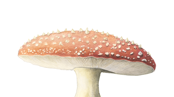 Image: Artist Showcase: Heavenly Morel