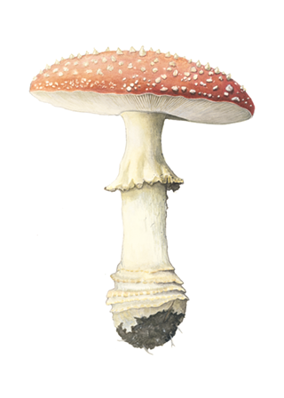 Image: Artist Showcase: Heavenly Morel