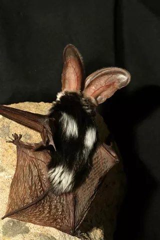 Image: Audible Bats Citizen Science Survey