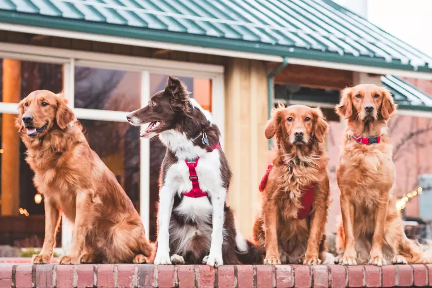 Mt Bachelor Avalanche Dogs