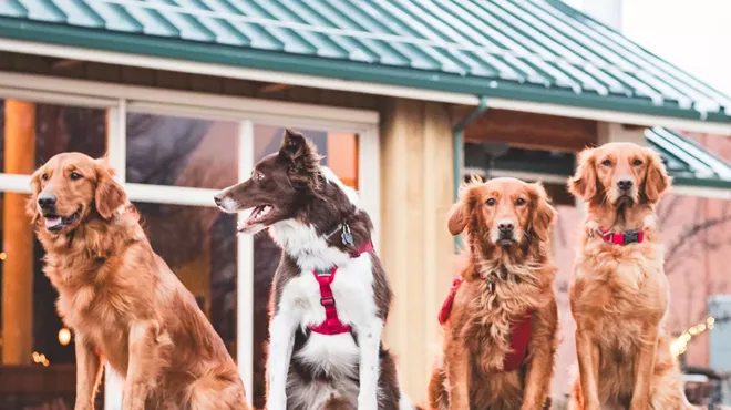 Image: Avalanche Dog Party