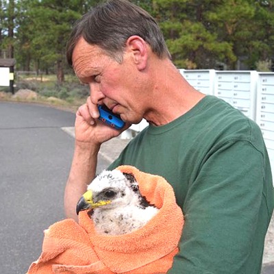 Baby Eagle Rescued