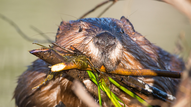 Image: Beaver Works Beaver Walk at Shevlin Park