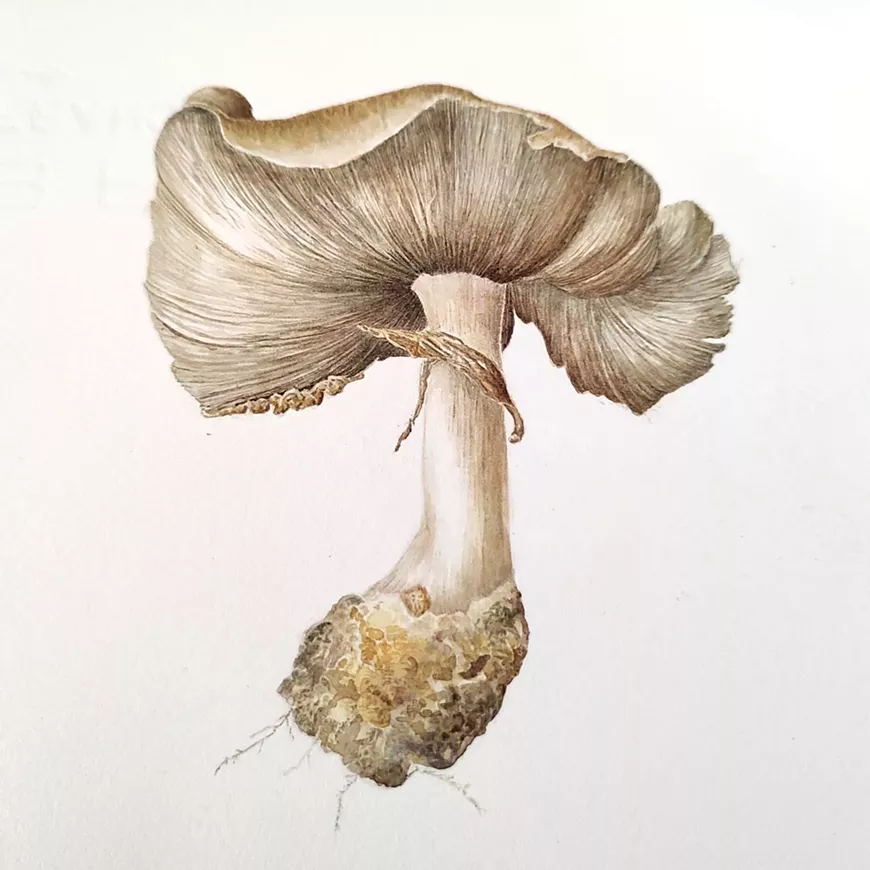 mushroom_watercolor.webp