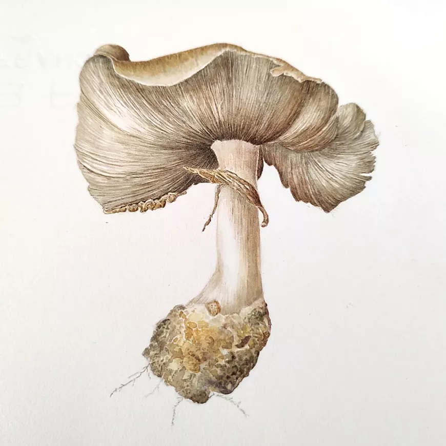 mushroom_watercolor_1296x.jpg.webp