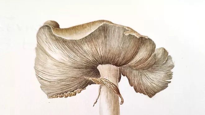 Image: Beginner to Intermediate Botanical Illustration