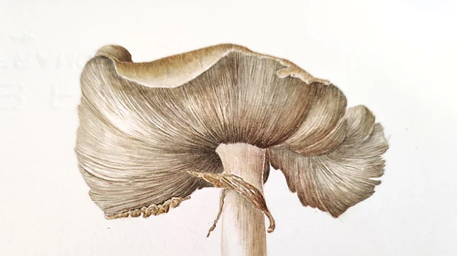 Image: Beginner to Intermediate Botanical Illustration