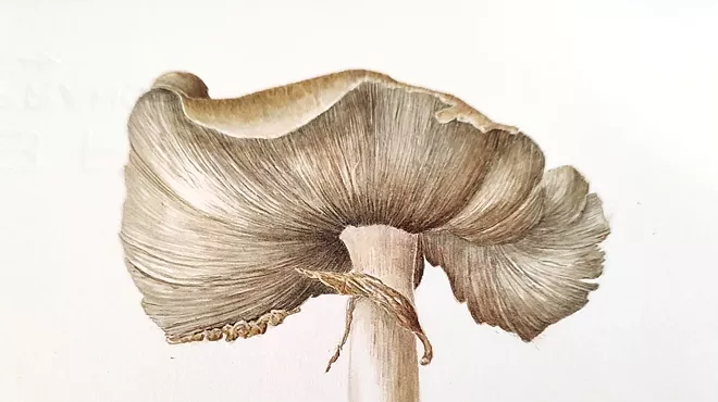 Image: Beginner to Intermediate Botanical Illustration