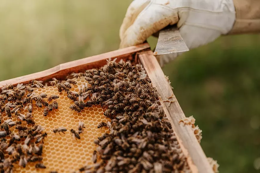 beekeeping.webp