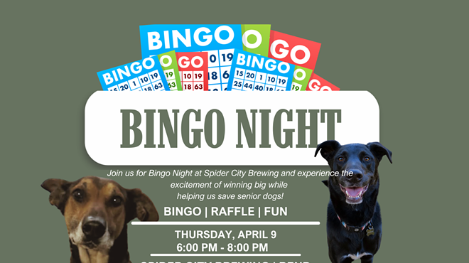 Image: Bingo for Senior Dogs