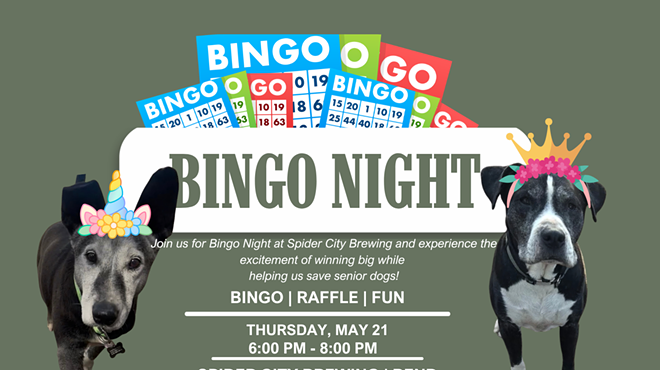 Image: Bingo for Senior Dogs