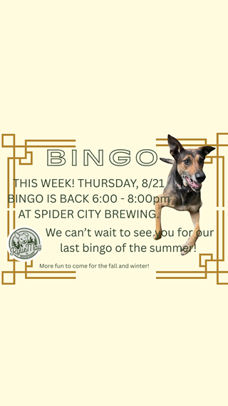 Image: Bingo for Senior Dogs