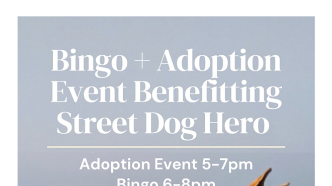 Image: Bingo w/ Street Dog Hero