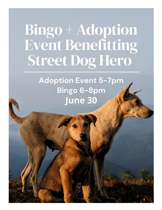 Image: Bingo w/ Street Dog Hero