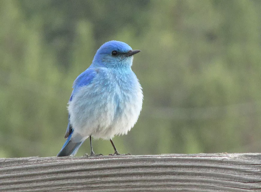 Bluebird on fence in spring.