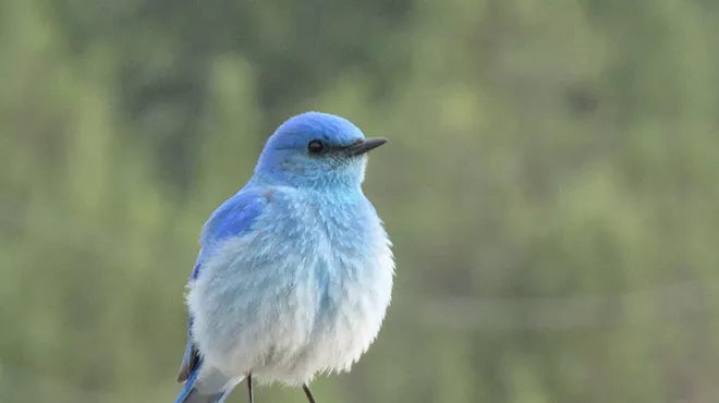 Image: Bird Survey Site Orientation