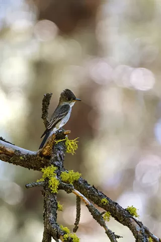 Image: Bird Survey Site Orientation