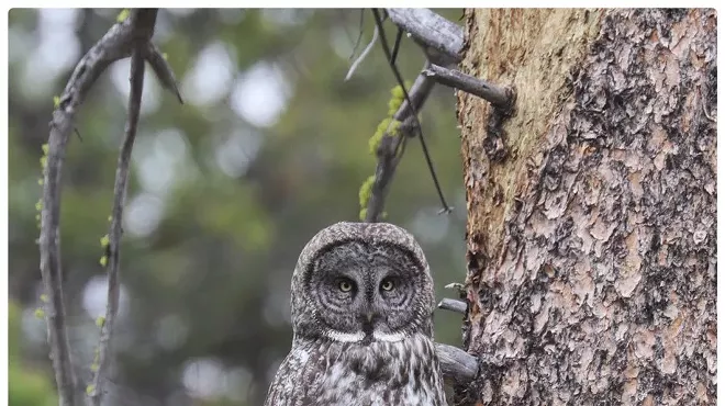 Image: Bird Walk